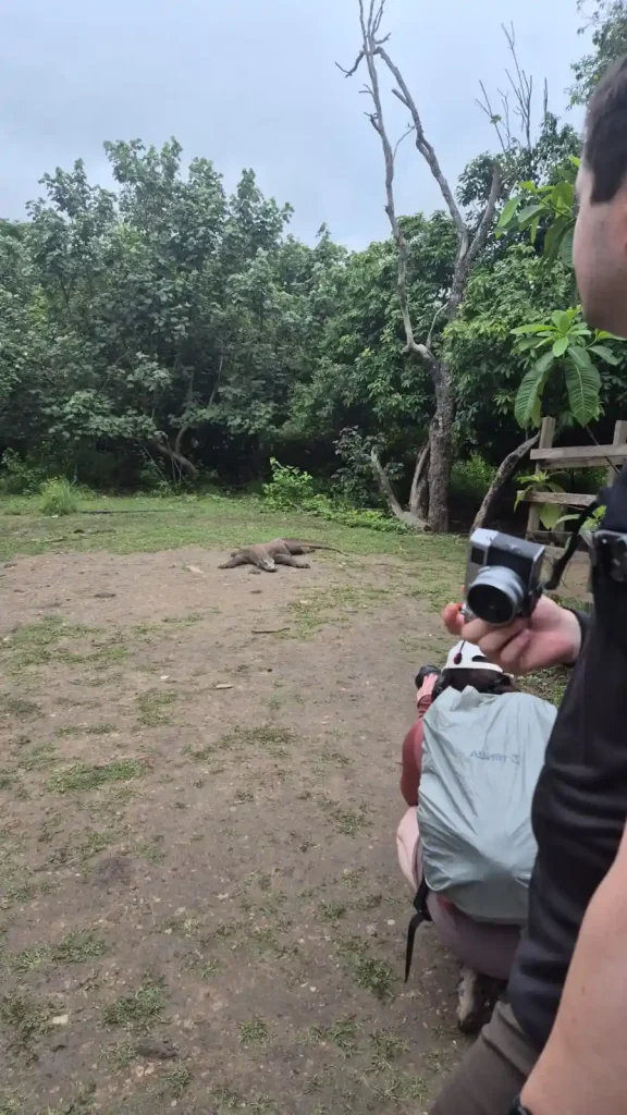 ambil foto komodo di pulau rinca