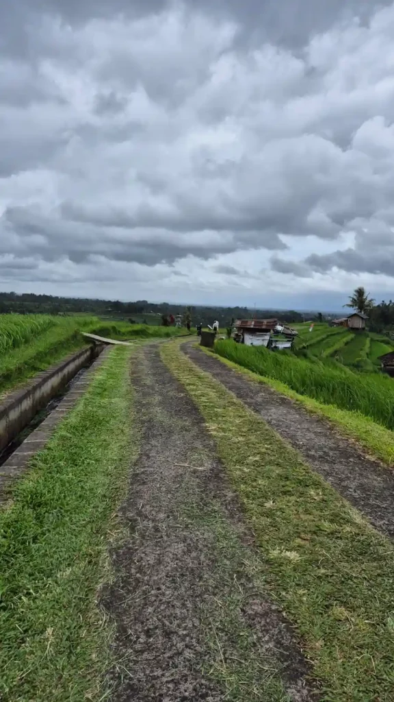 desa jatiluwih tabanan bali indonesia