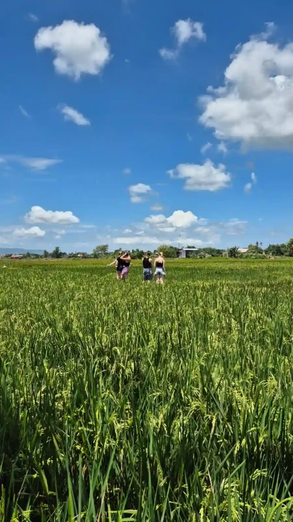Cycling tour yogya melihat sawah dan kampung