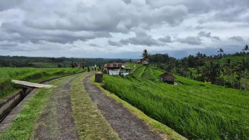 wisata jatiluwih tabanan bali