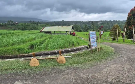 tempat wisata jatiluwih tabanan